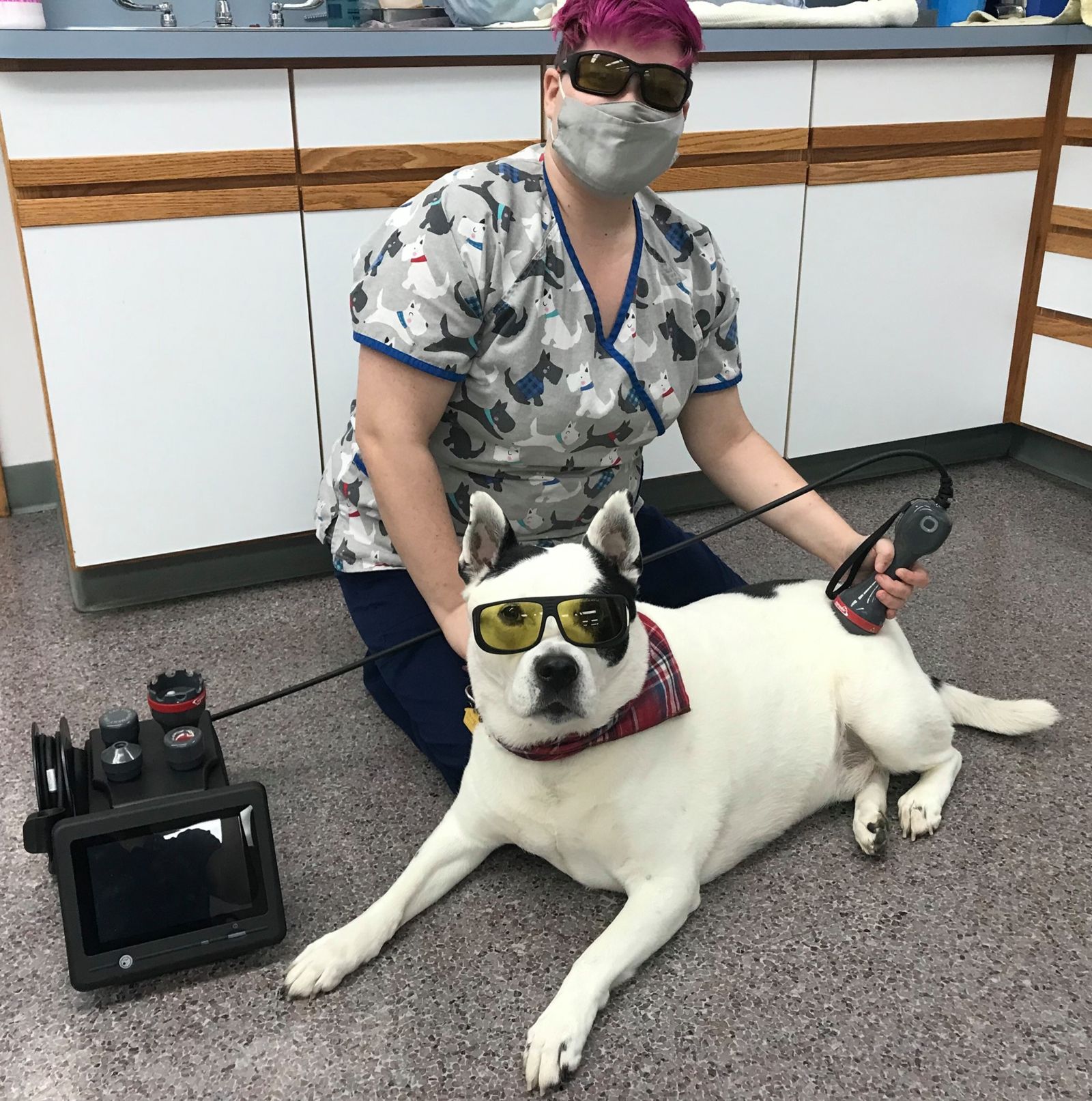 Laser Therapy for Dogs